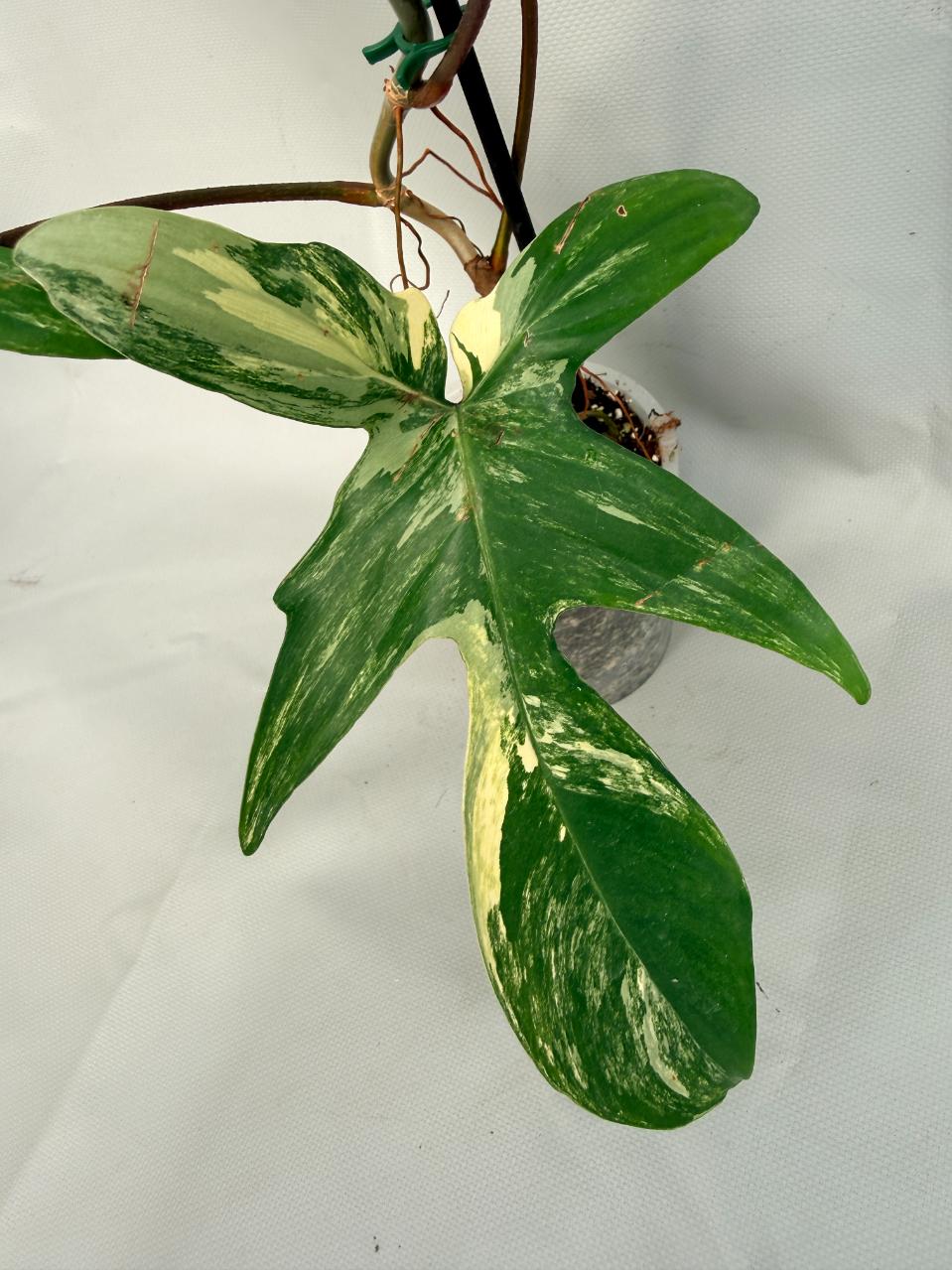 Philodendron Florida Beauty Variegata 05