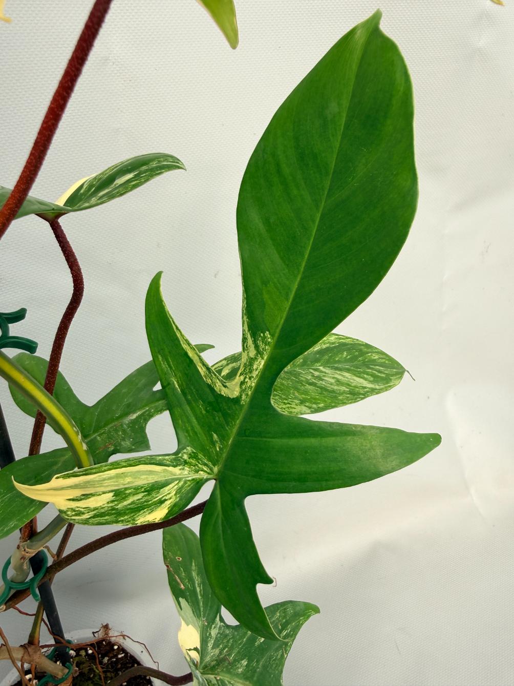 Philodendron Florida Beauty Variegata 07