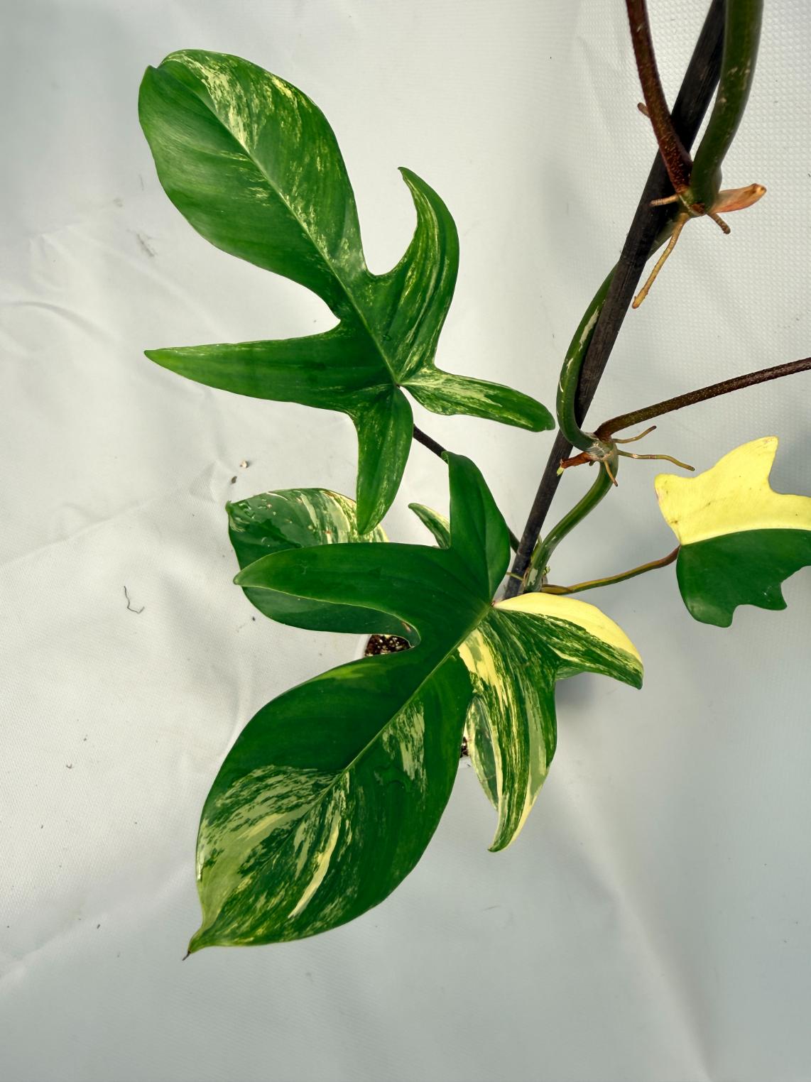 Philodendron Florida Beauty Variegata 09