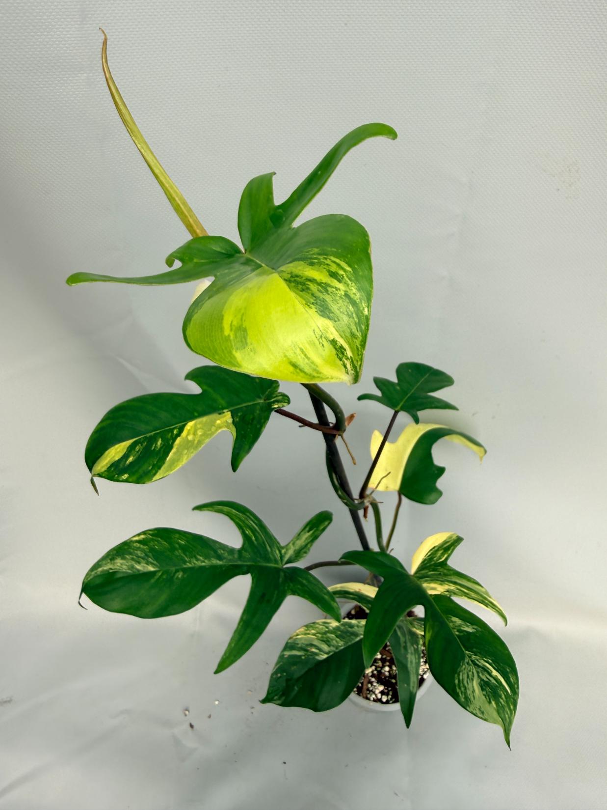 Philodendron Florida Beauty Variegata 01