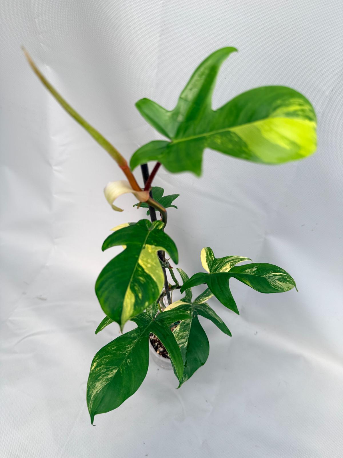 Philodendron Florida Beauty Variegata 02