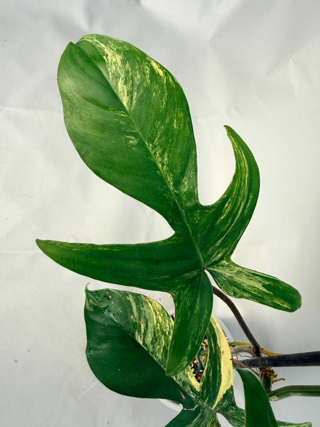 Philodendron Florida Beauty Variegata 03