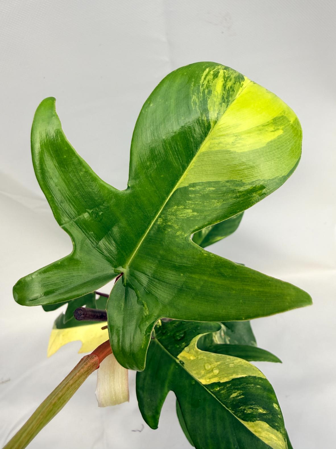 Philodendron Florida Beauty Variegata 04