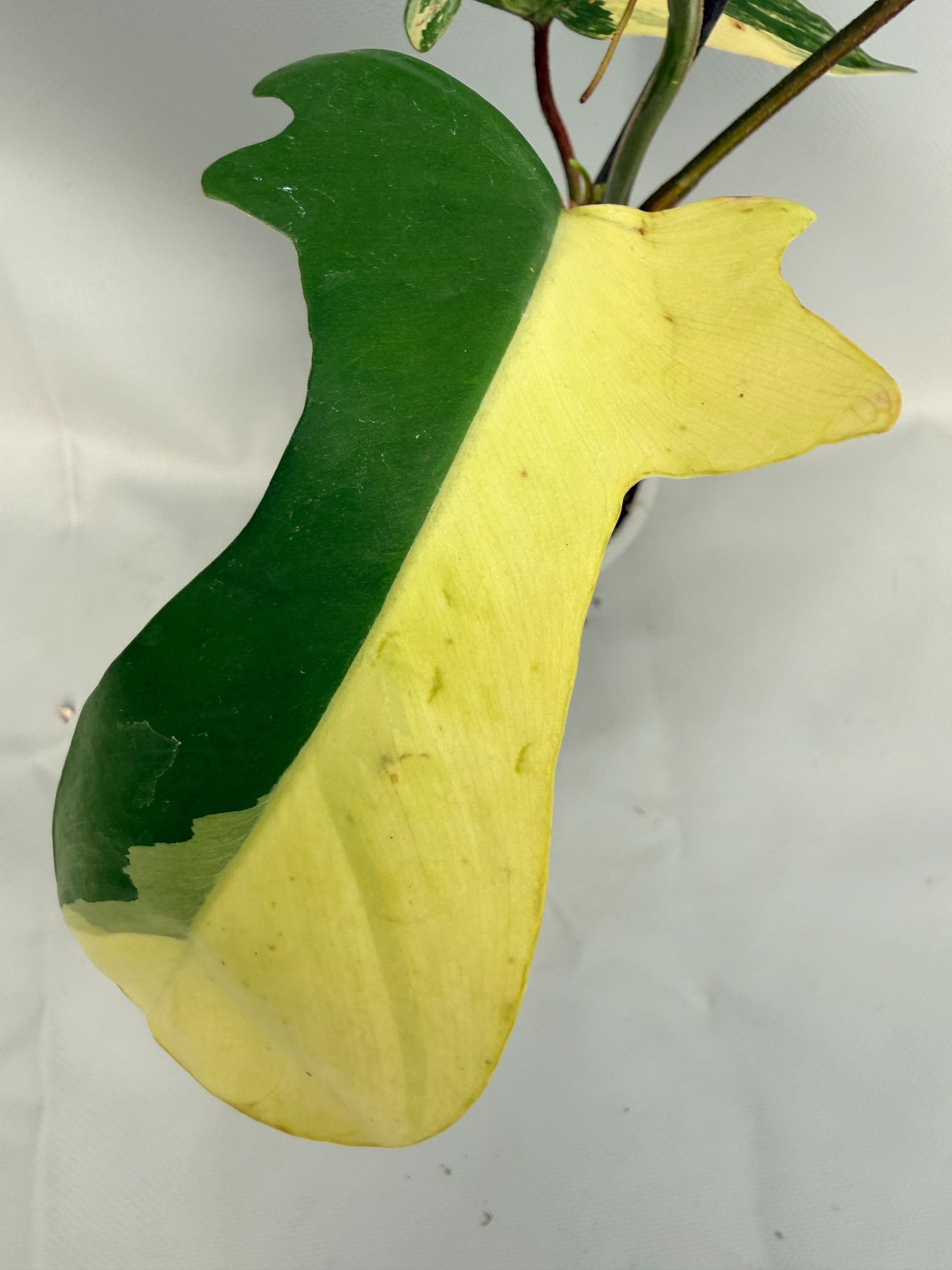 Philodendron Florida Beauty Variegata 05