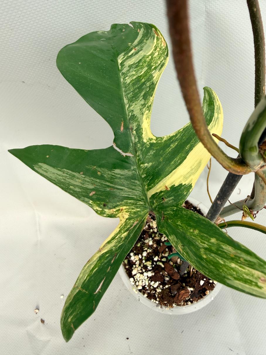 Philodendron Florida Beauty Variegata 06