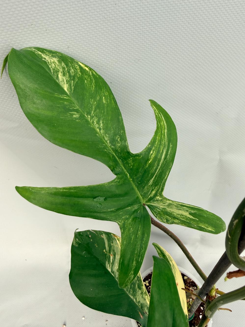 Philodendron Florida Beauty Variegata 07