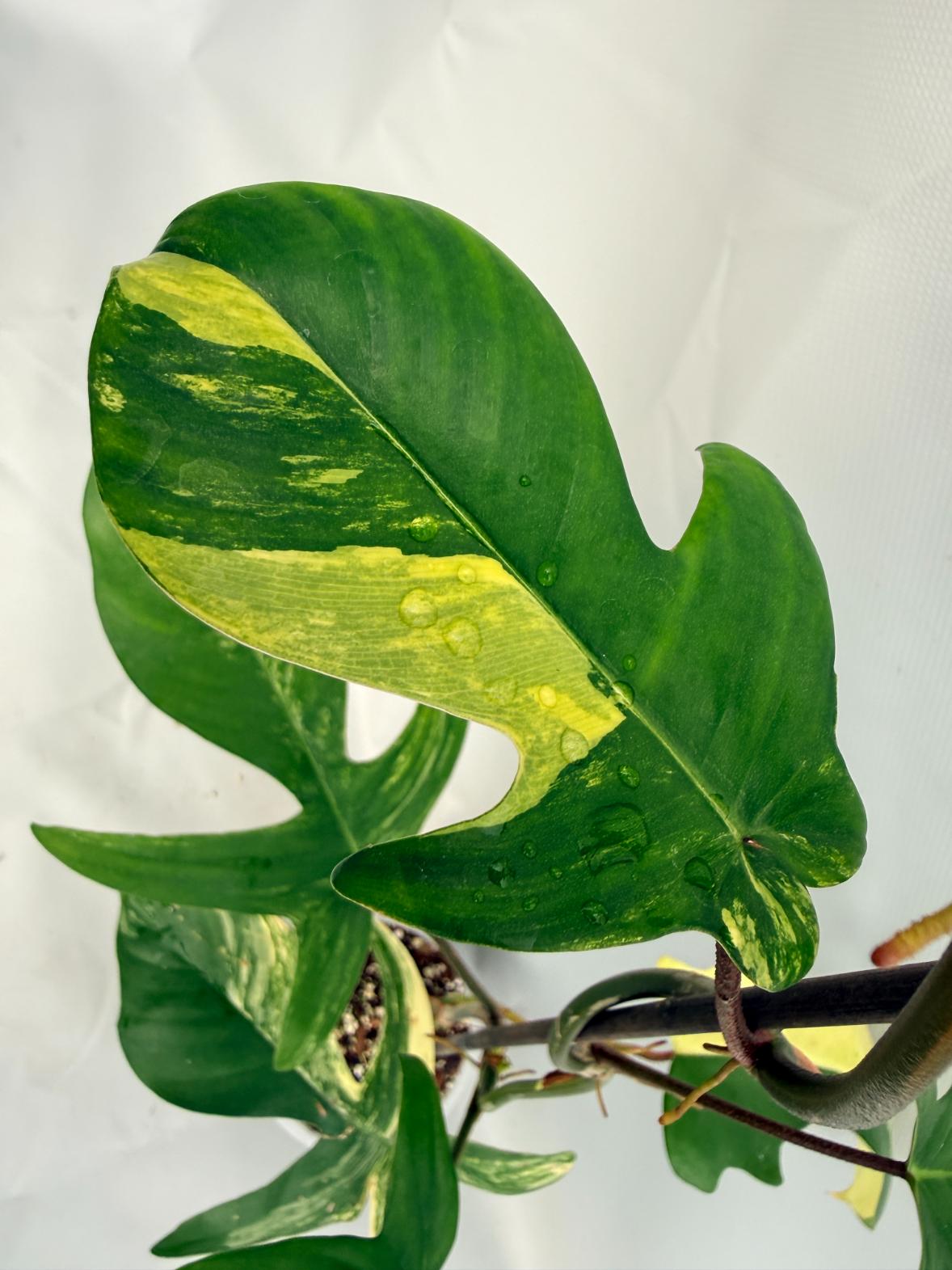 Philodendron Florida Beauty Variegata 08