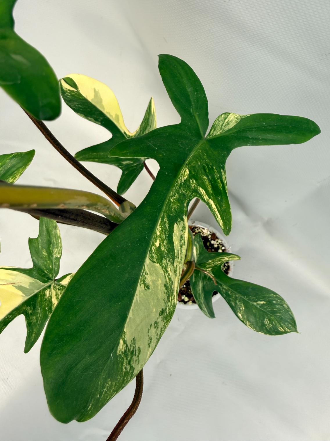 Philodendron Florida Beauty Variegata 07