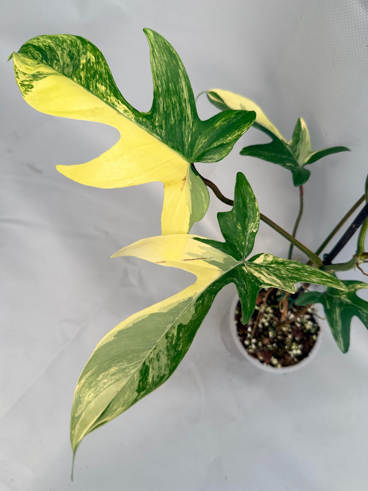philodendron florida variegata Philodendron Florida Beauty Variegata