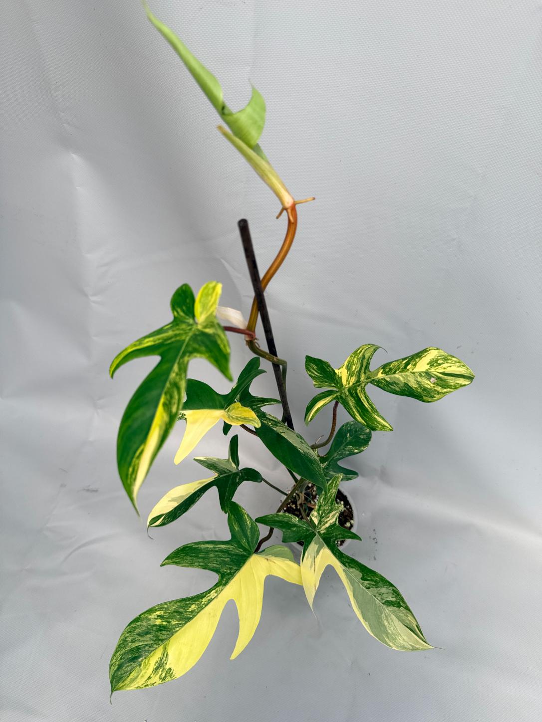 Philodendron Florida Beauty Variegata 01