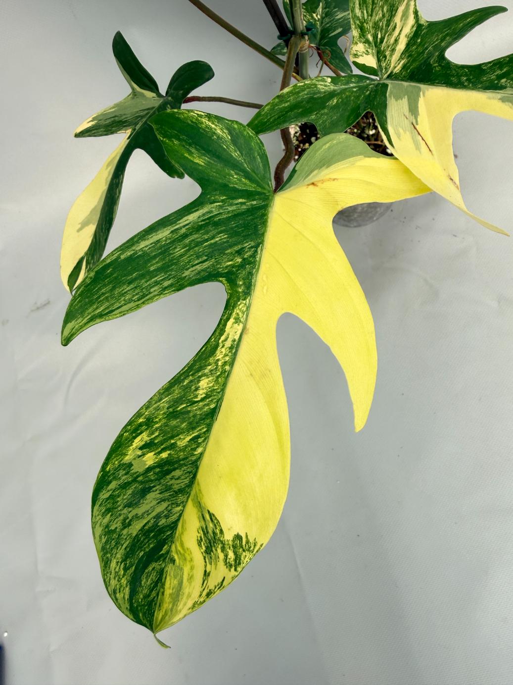 Philodendron Florida Beauty Variegata 02