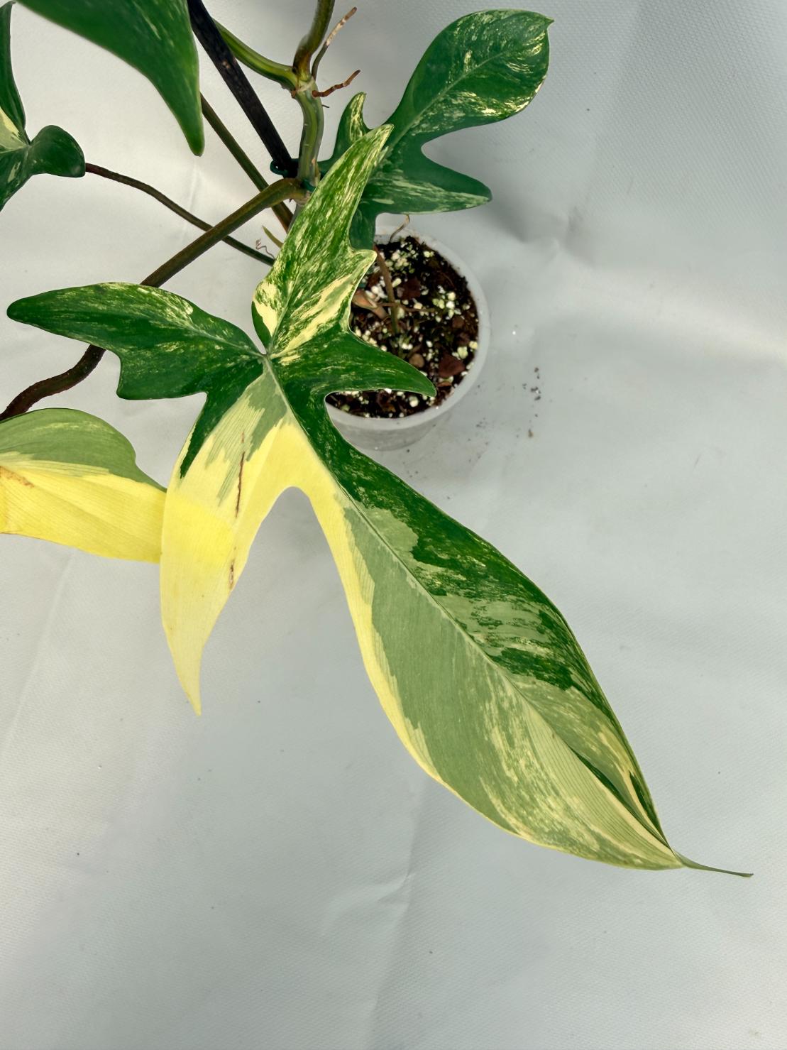 Philodendron Florida Beauty Variegata 03