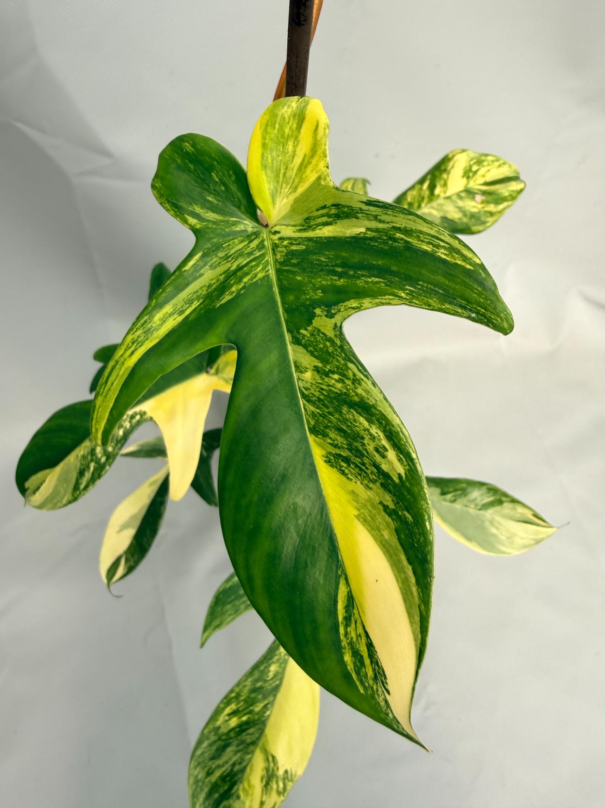 Philodendron Florida Beauty Variegata 04