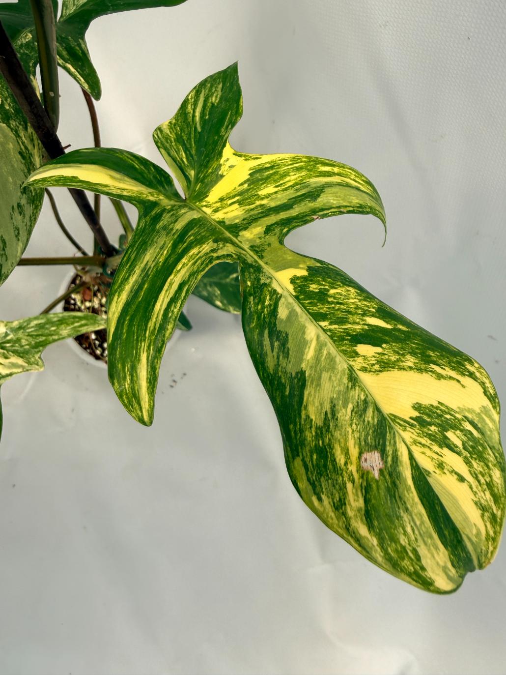Philodendron Florida Beauty Variegata 05