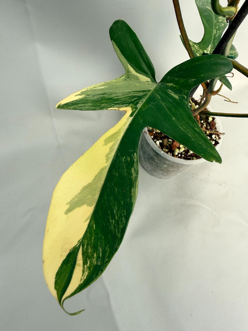 Philodendron Florida Beauty Variegata 06