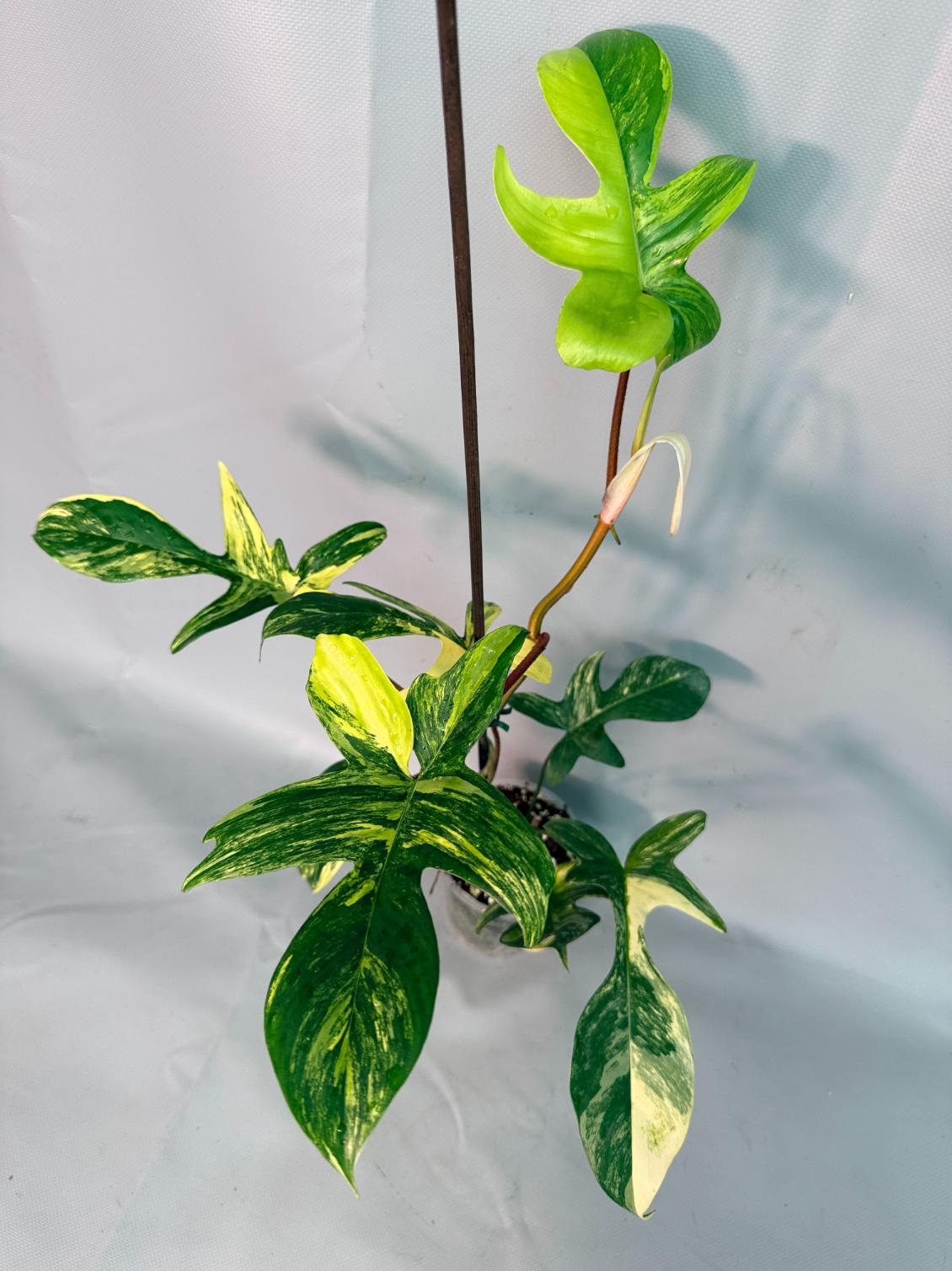 Philodendron Florida Beauty Variegata 01