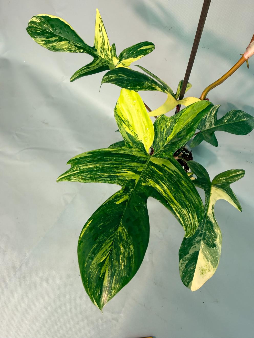 Philodendron Florida Beauty Variegata 02