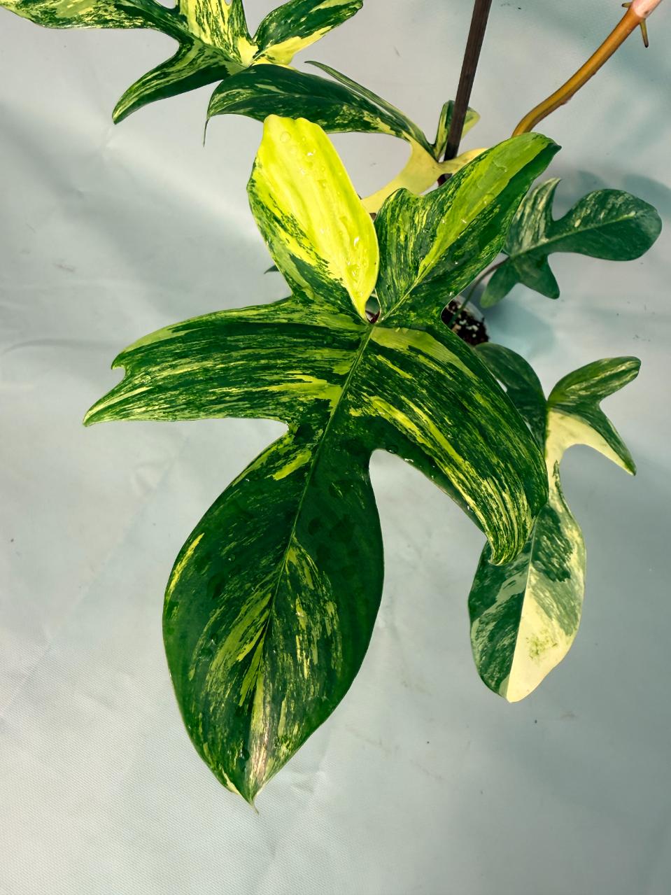 Philodendron Florida Beauty Variegata 03