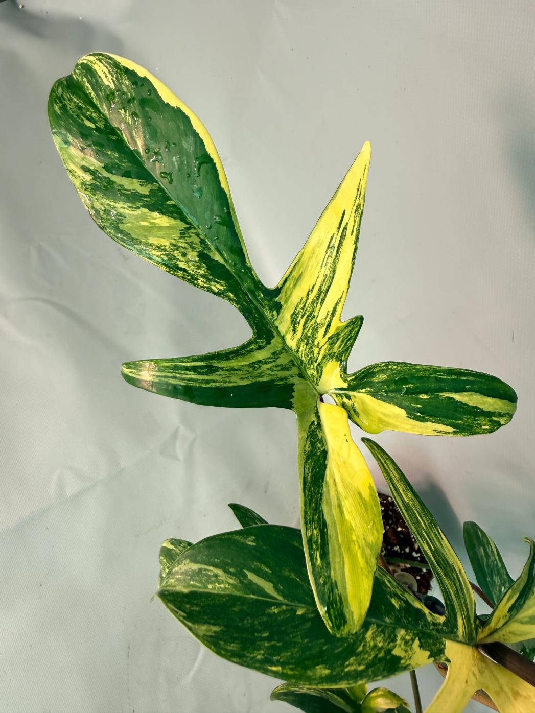 Philodendron Florida Beauty Variegata 04