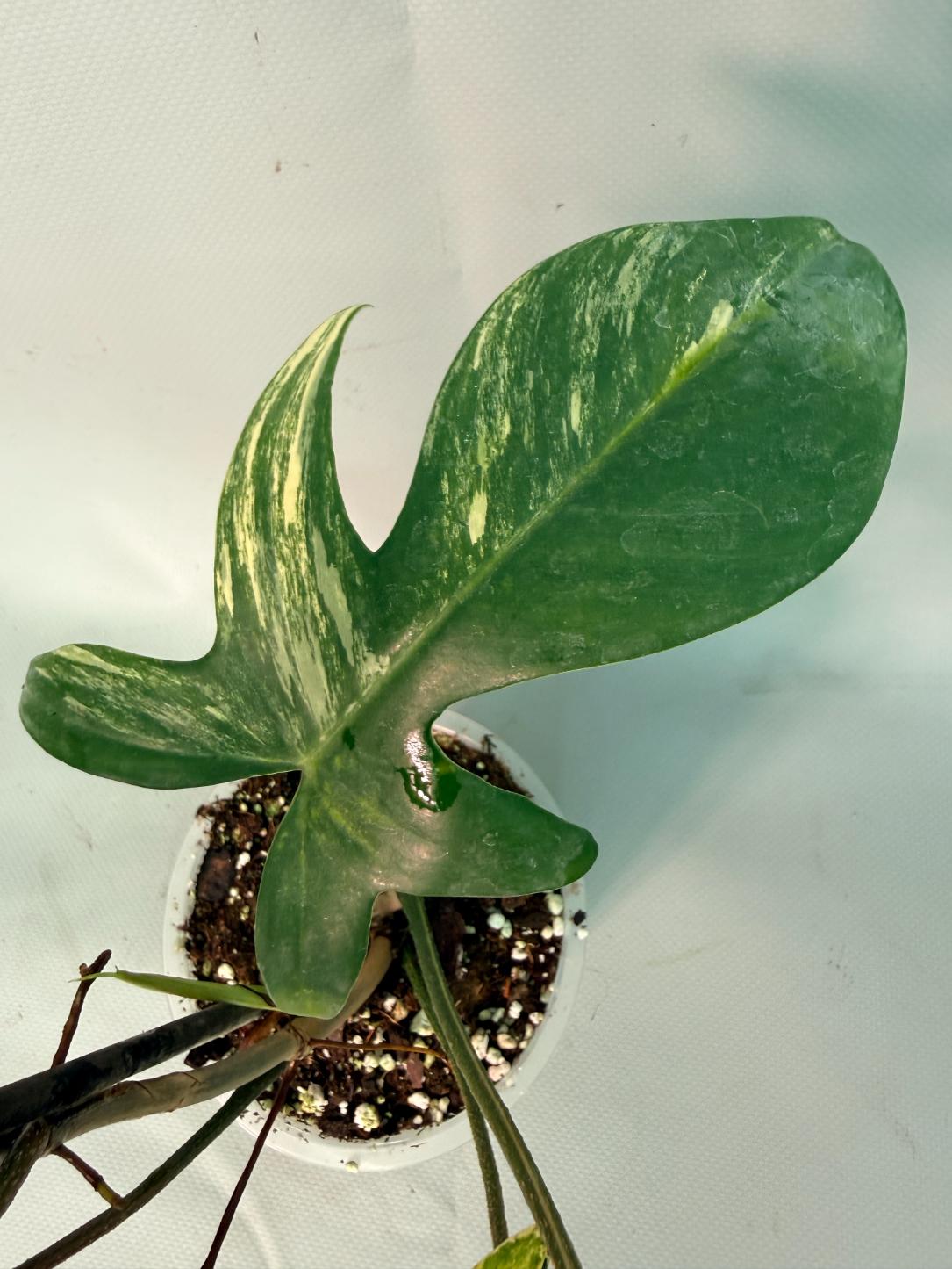 Philodendron Florida Beauty Variegata 05