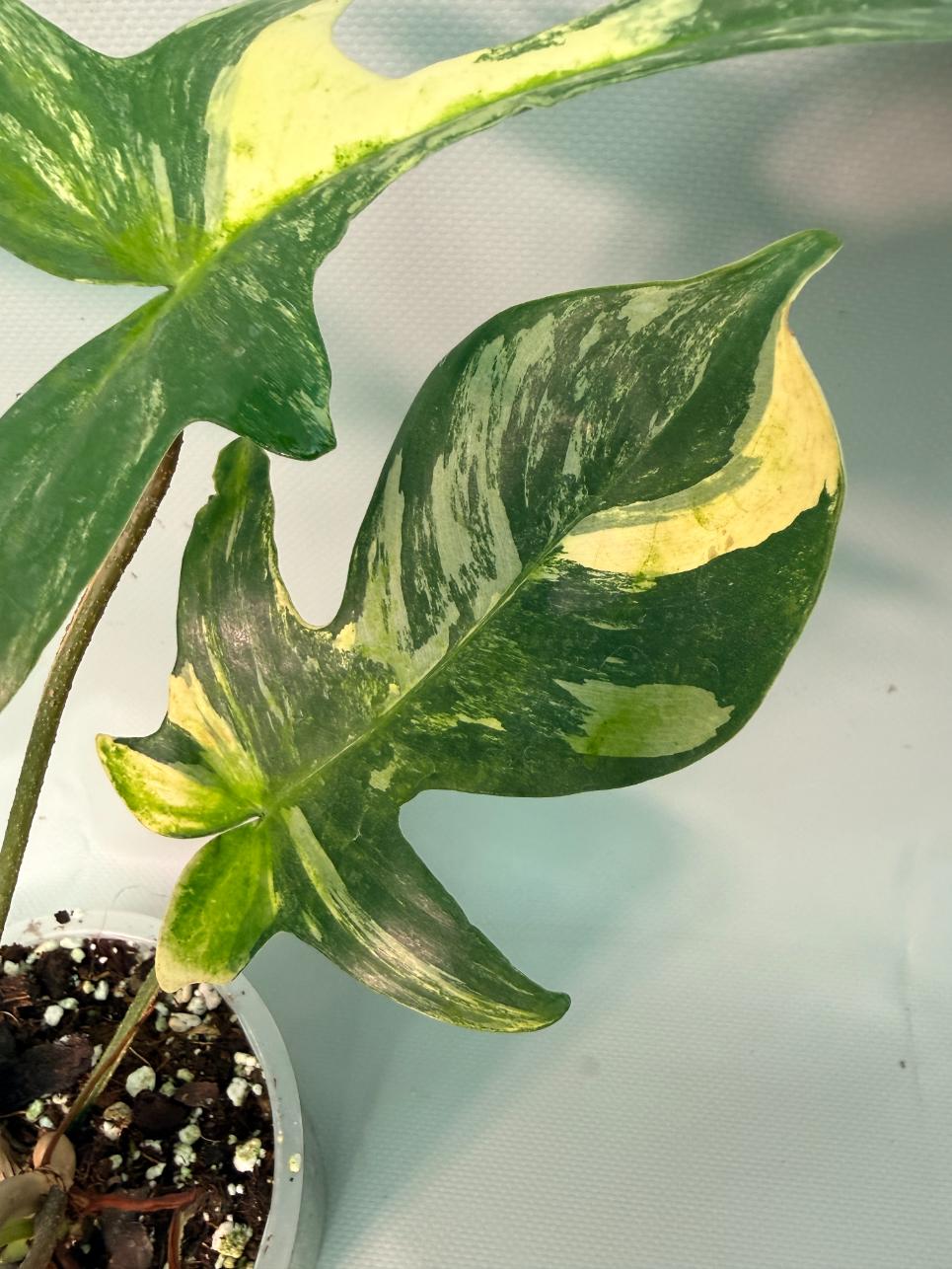 Philodendron Florida Beauty Variegata 06