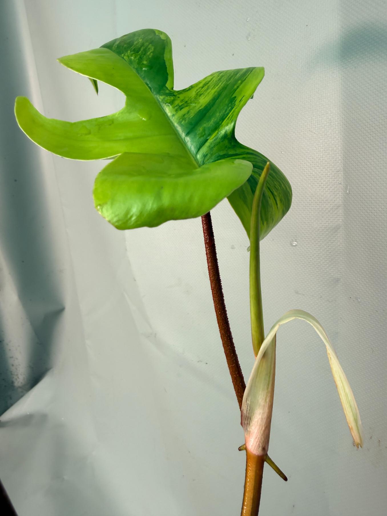 Philodendron Florida Beauty Variegata 07