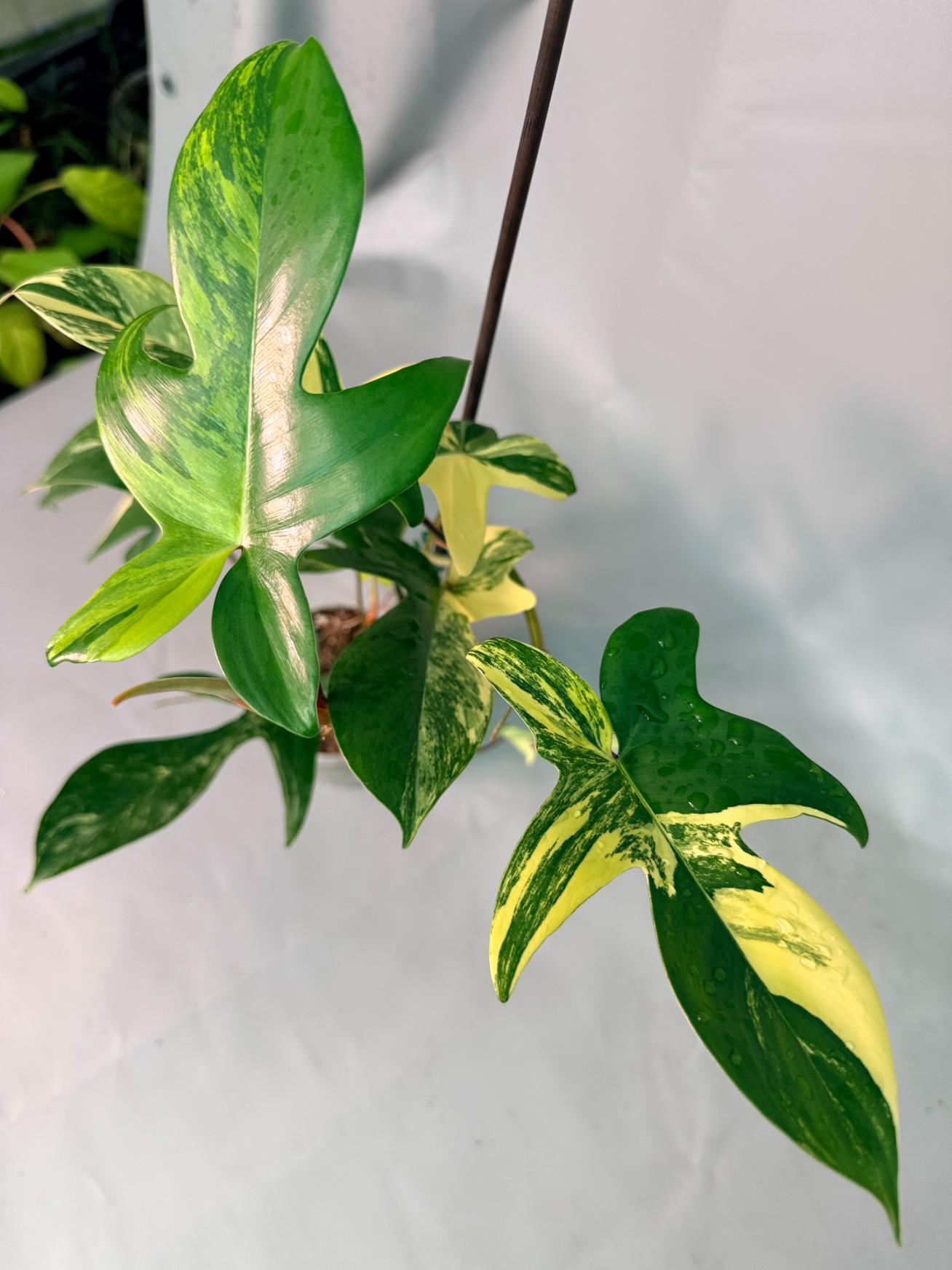 Philodendron Florida Beauty Variegata 09