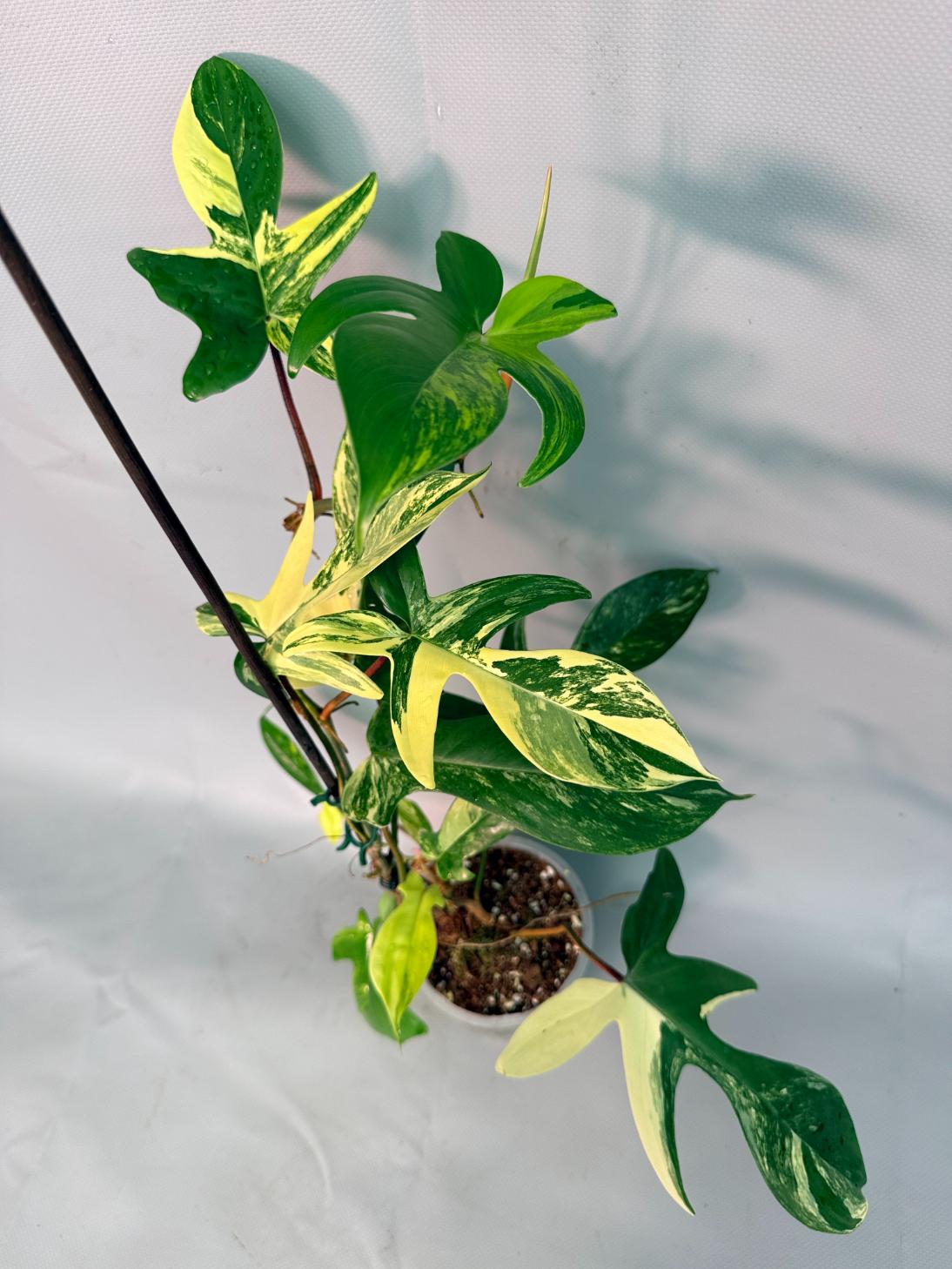 Philodendron Florida Beauty Variegata 01