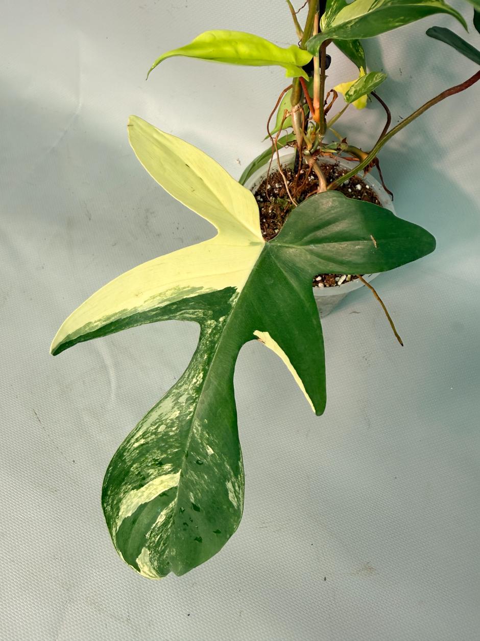 Philodendron Florida Beauty Variegata 03