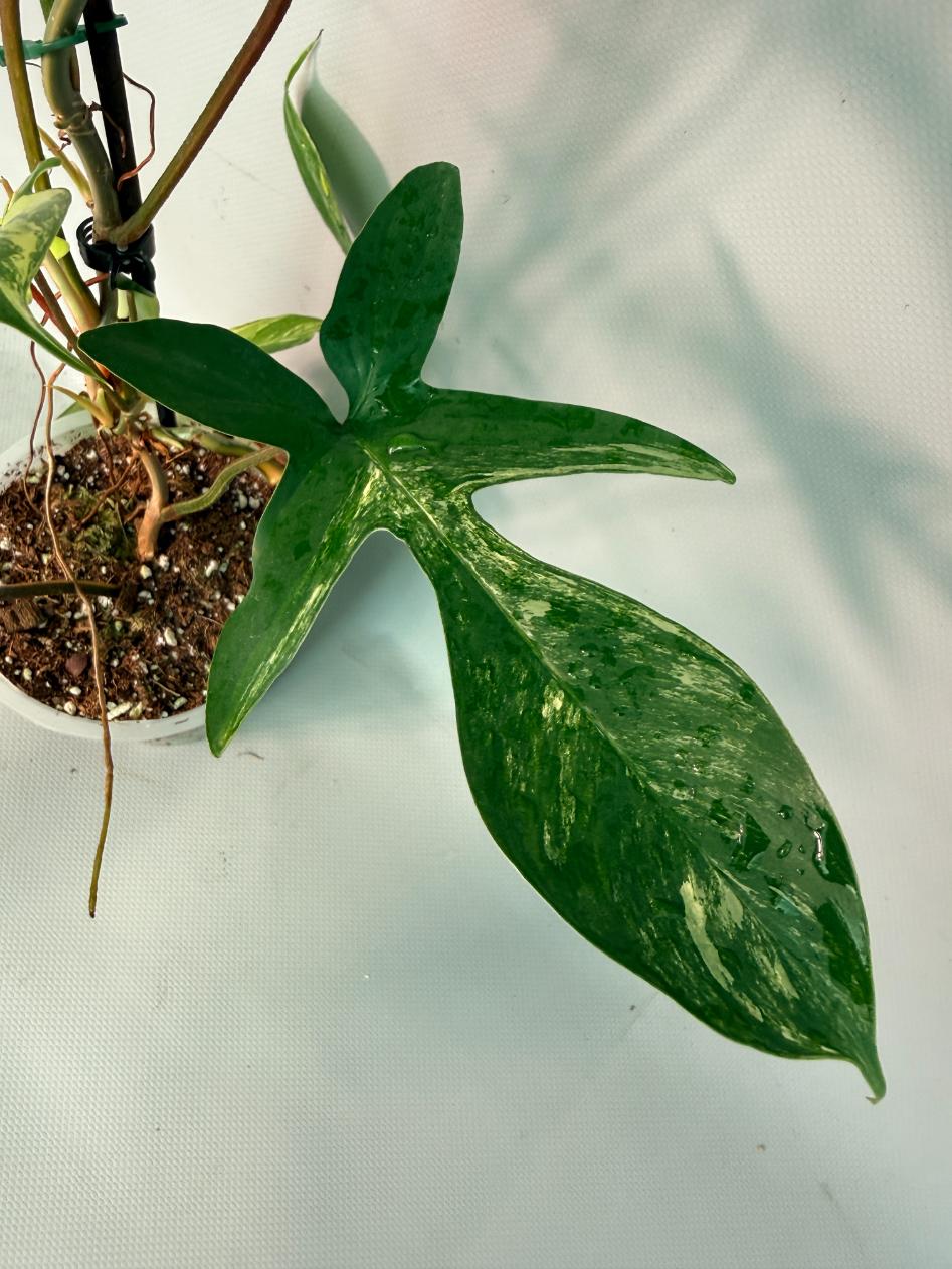 Philodendron Florida Beauty Variegata 04