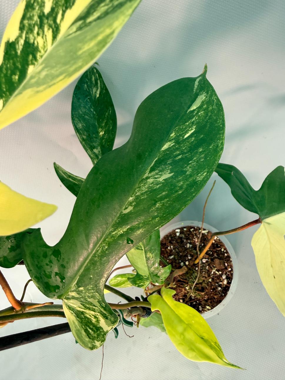 Philodendron Florida Beauty Variegata 05
