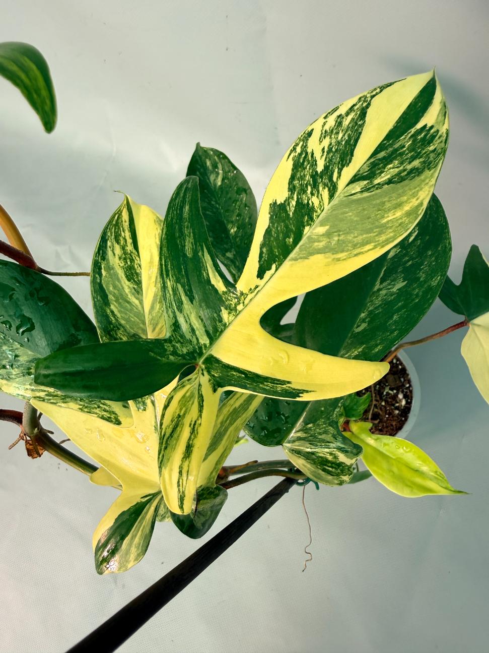 Philodendron Florida Beauty Variegata 06