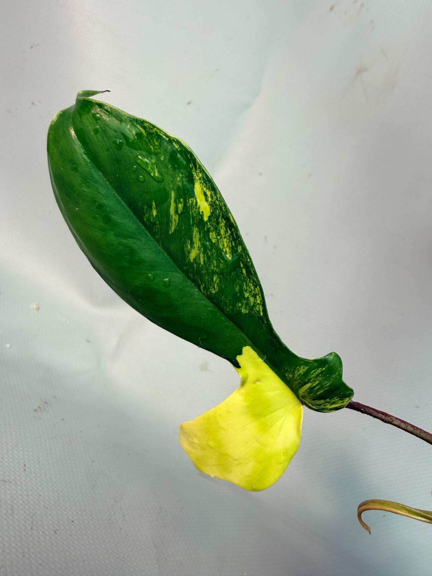 Philodendron Florida Beauty Variegata 07