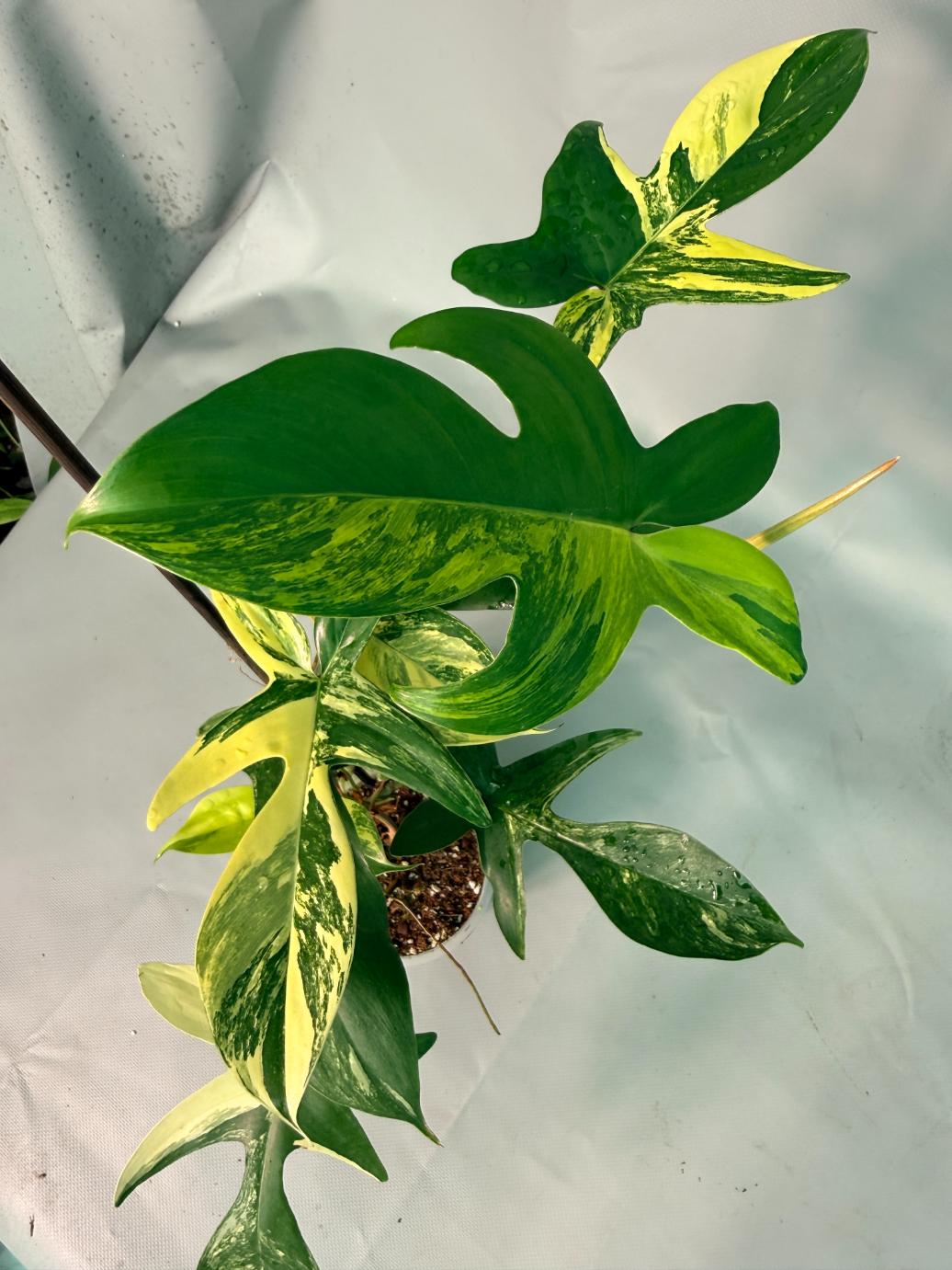Philodendron Florida Beauty Variegata 08