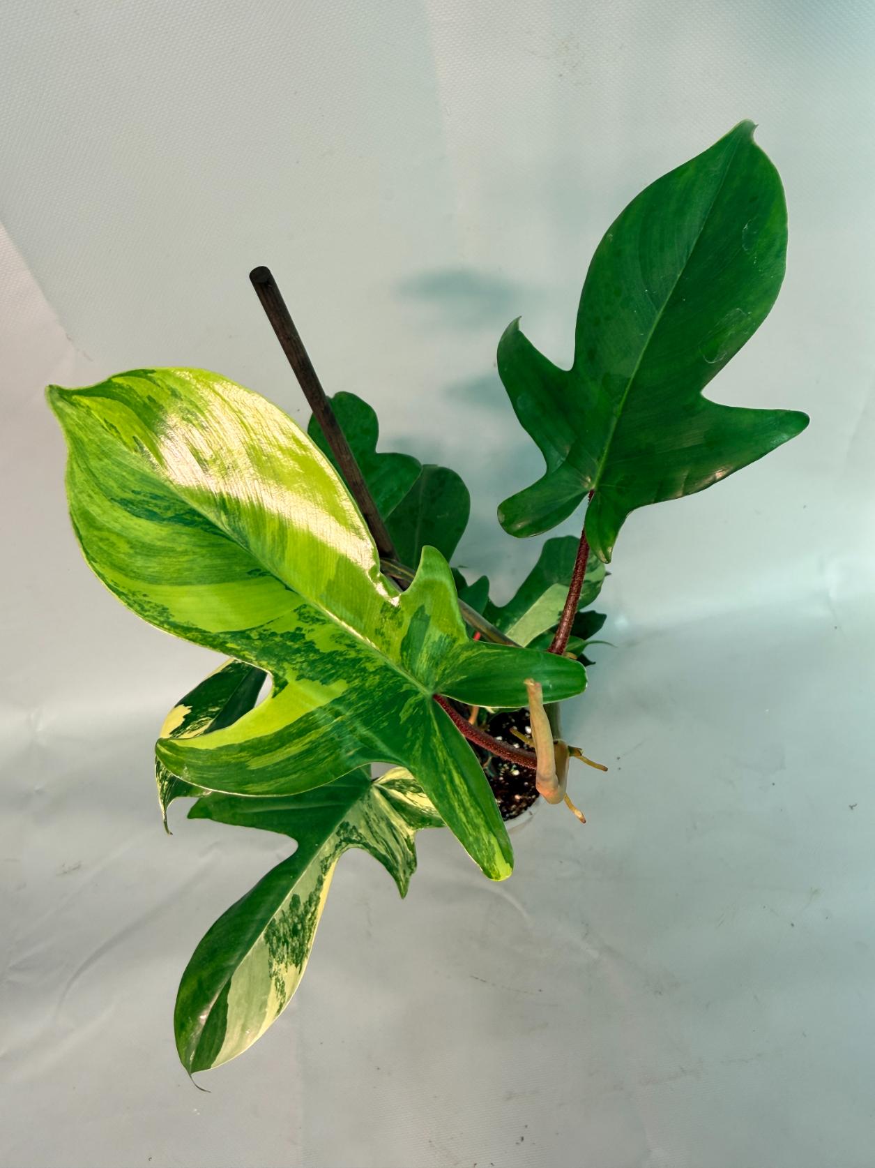 Philodendron Florida Beauty Variegata 01