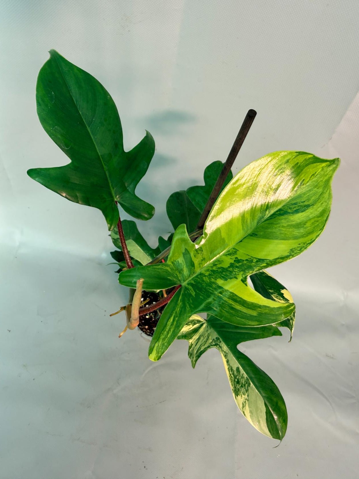Philodendron Florida Beauty Variegata 08