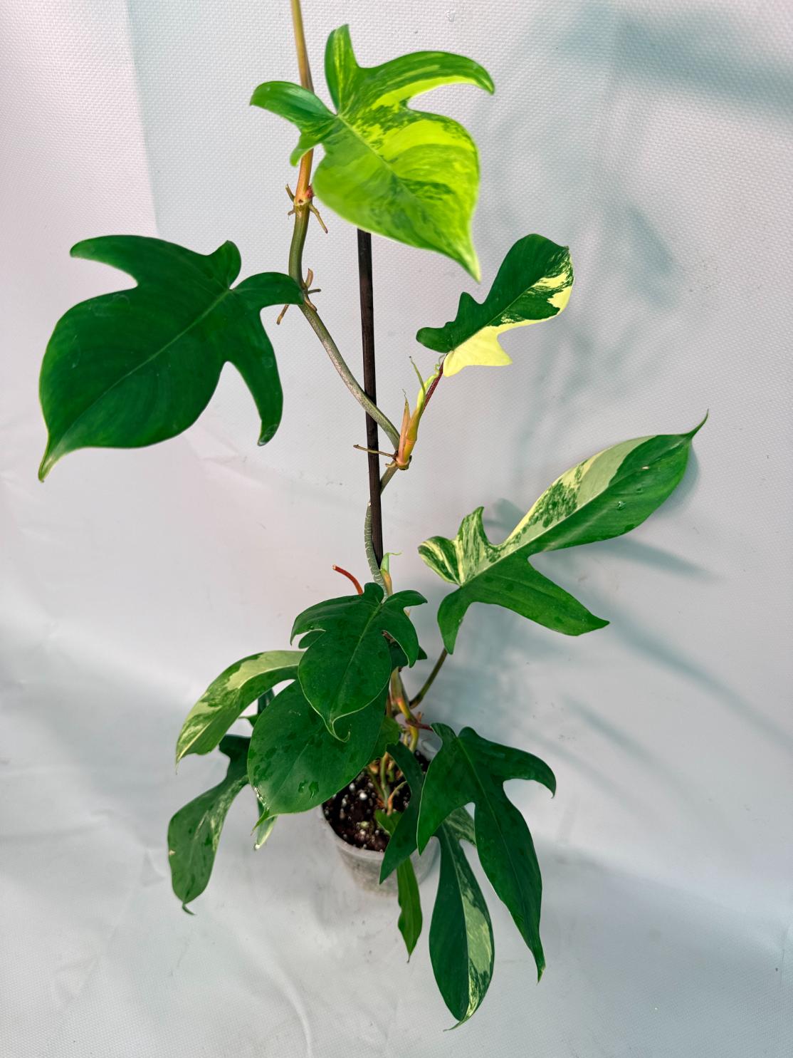 Philodendron Florida Beauty Variegata 02