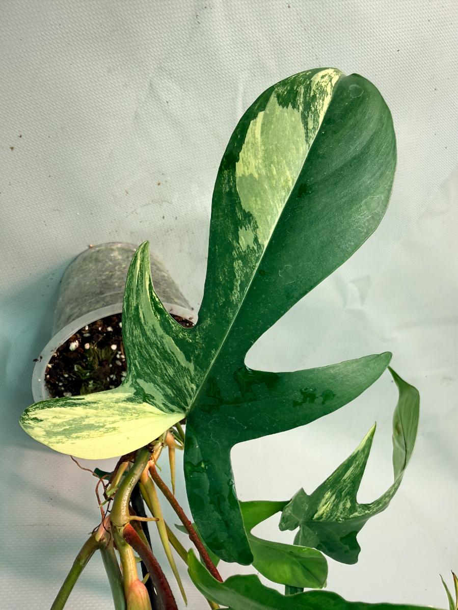 Philodendron Florida Beauty Variegata 03