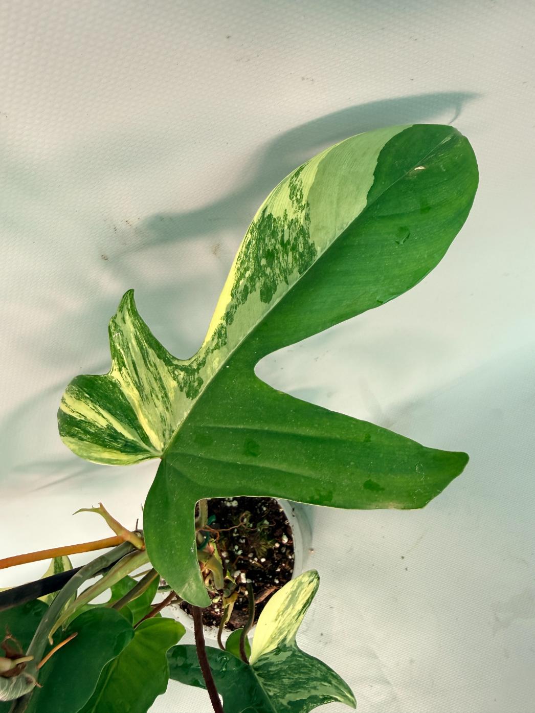 Philodendron Florida Beauty Variegata 04