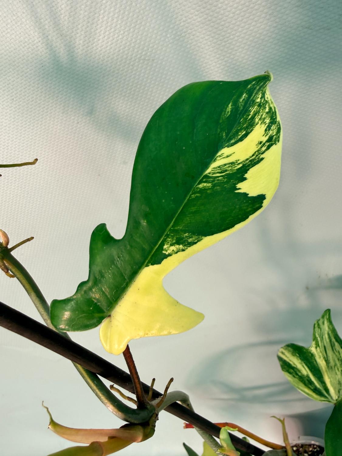 Philodendron Florida Beauty Variegata 05