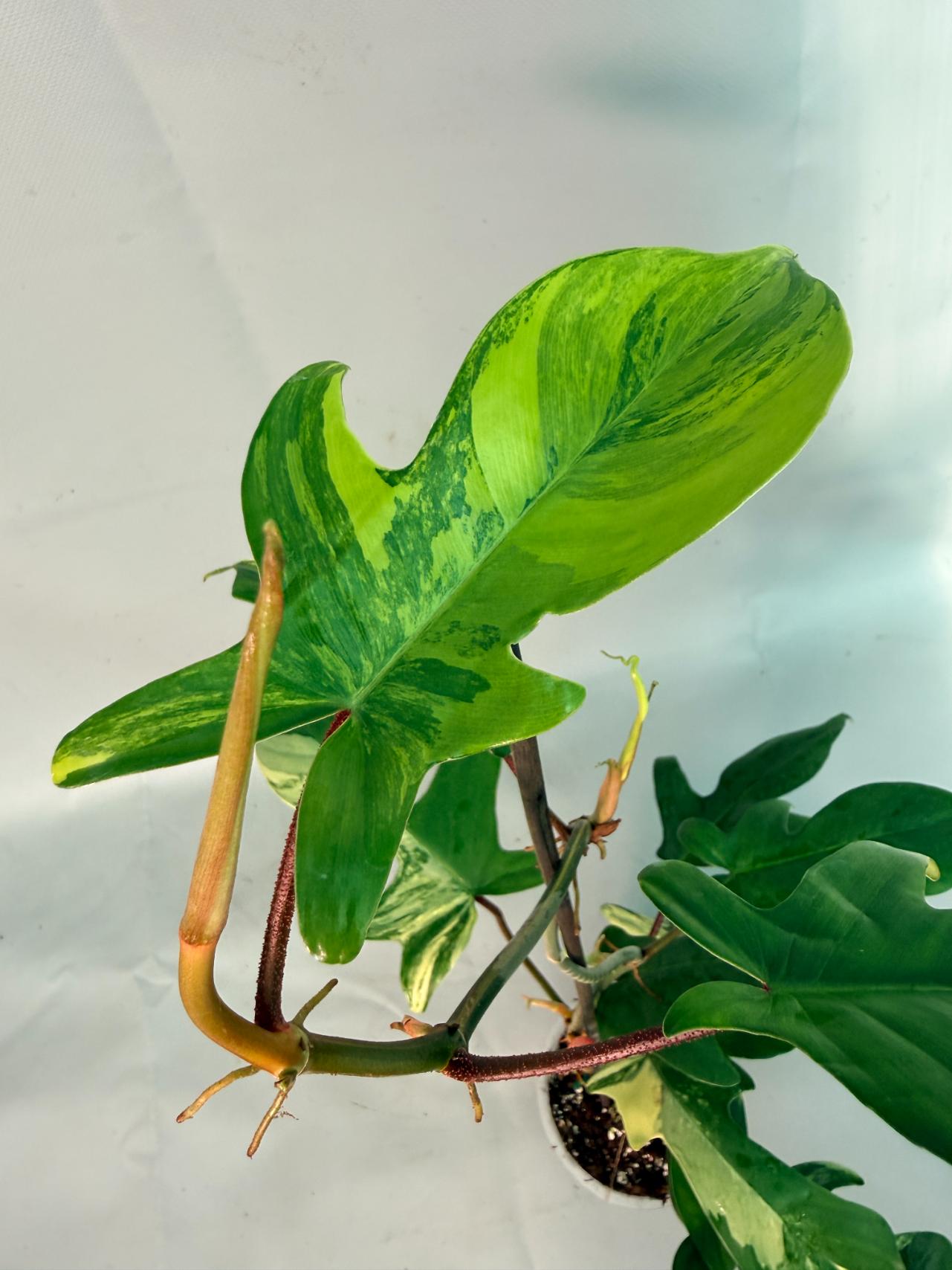 Philodendron Florida Beauty Variegata 06