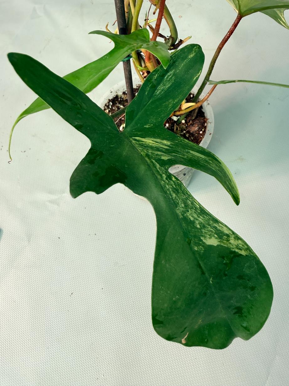 Philodendron Florida Beauty Variegata 07