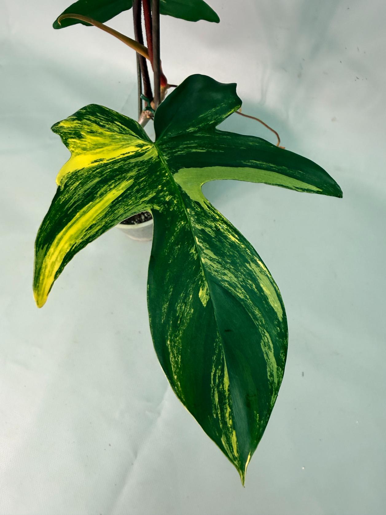 Philodendron Florida Beauty Variegata 08