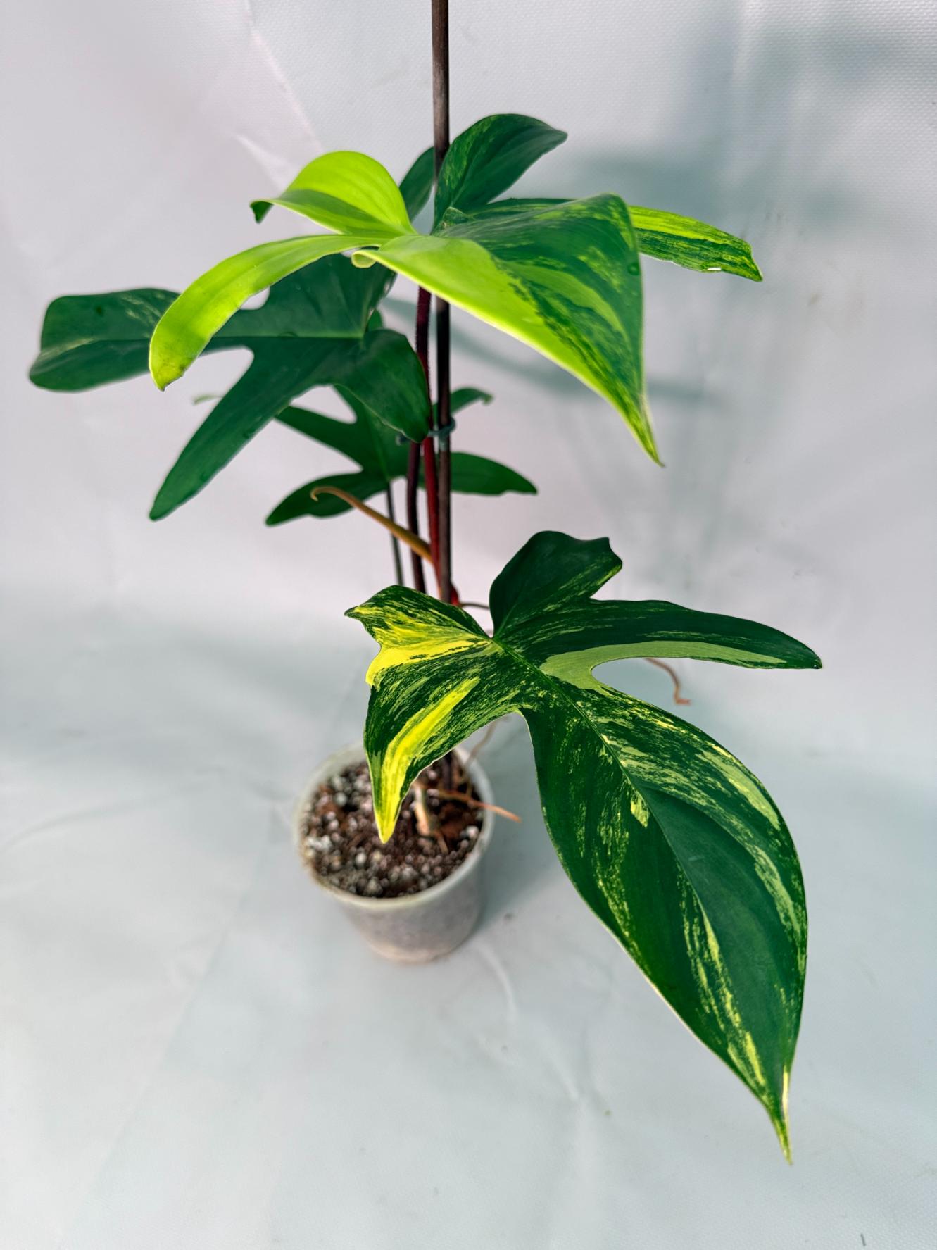 Philodendron Florida Beauty Variegata 09