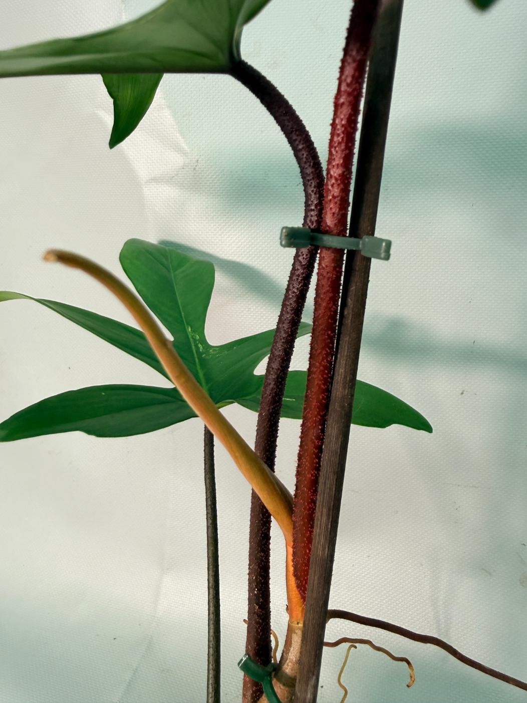 Philodendron Florida Beauty Variegata 10
