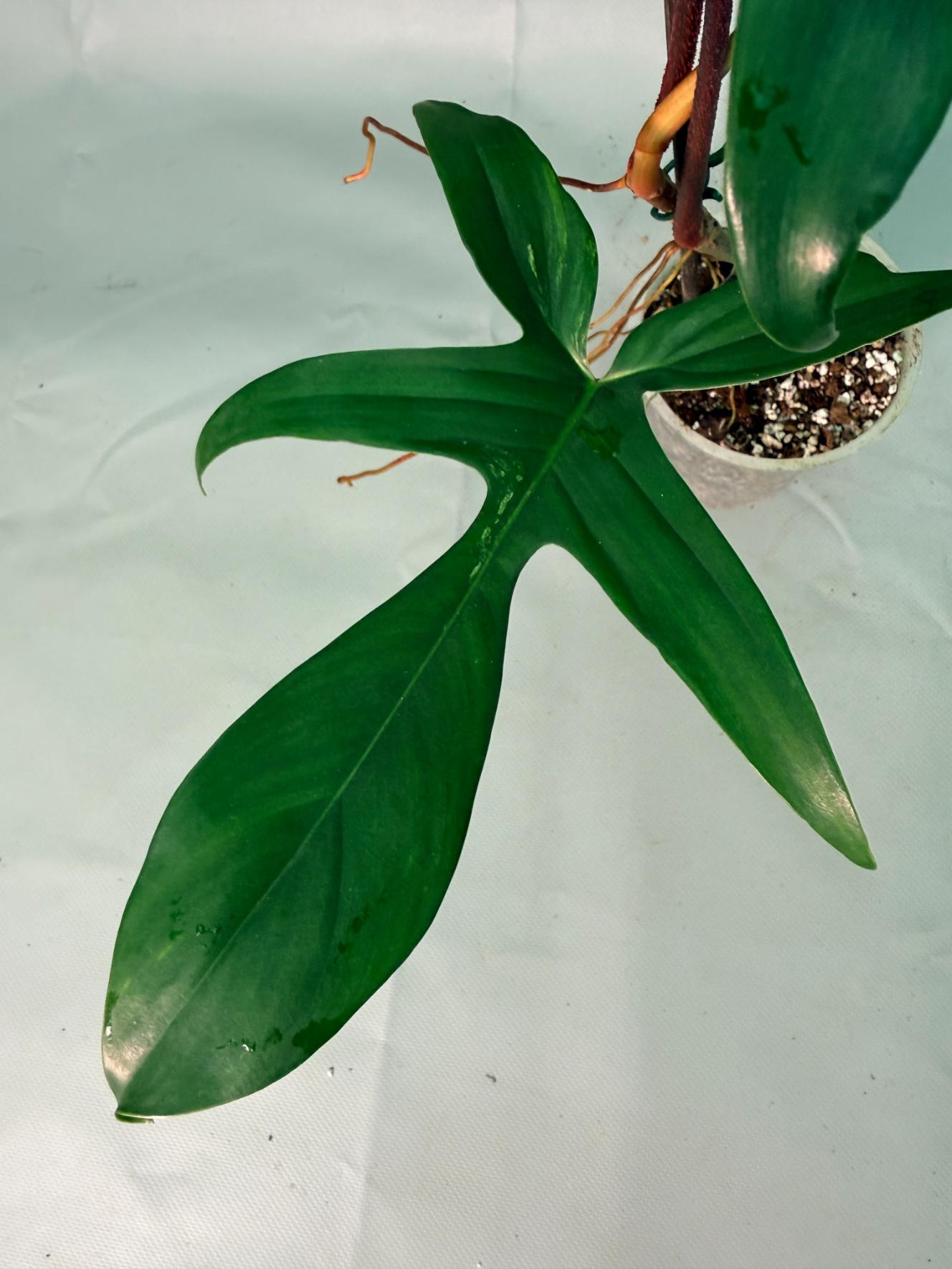 Philodendron Florida Beauty Variegata 02