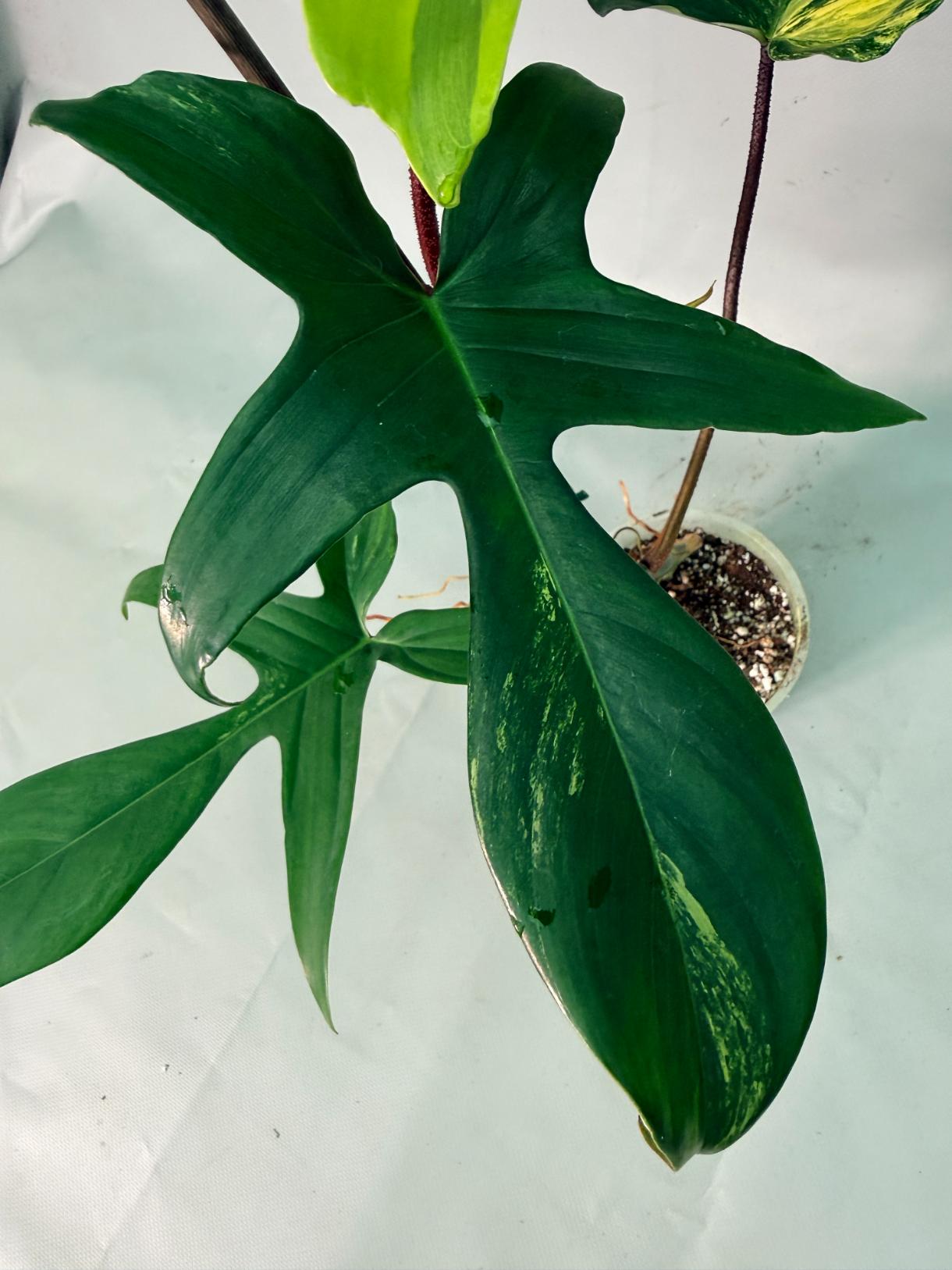 Philodendron Florida Beauty Variegata 03