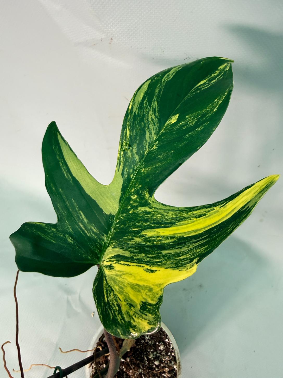 Philodendron Florida Beauty Variegata 05