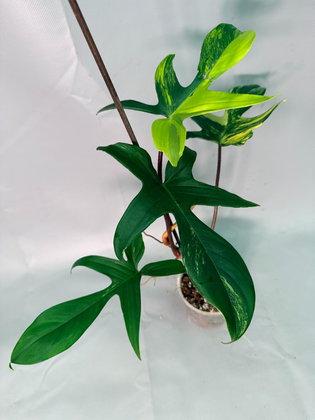 Philodendron Florida Beauty Variegata 06