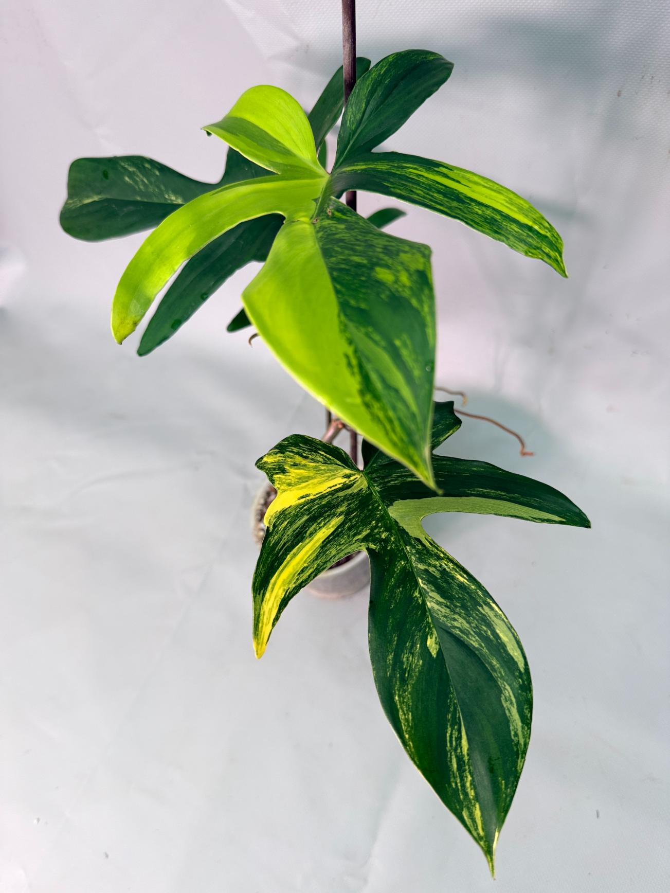 Philodendron Florida Beauty Variegata 07
